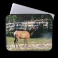 Female Elk in Yellowstone Laptop Sleeve